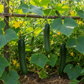 Marketmore 76 Heirloom Cucumber Seeds