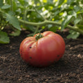 Mortgage Lifter Heirloom Tomato Seeds