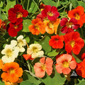 Nasturtium Tip Top Mix