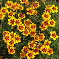 Naughty Marietta Marigold