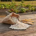 Navy Bean Harvest Shot