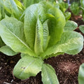 Paris Island Romaine Head Lettuce
