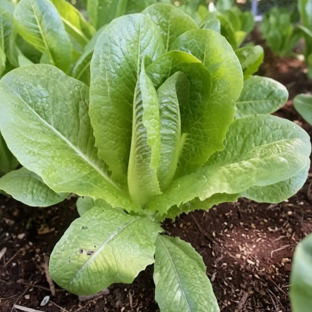 Paris Island Romaine Head Lettuce