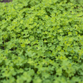 Premium Fenugreek