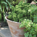 Premium Heirloom Garden Parsley Blend