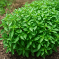 Premium Lemon Basil