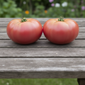 Rare Lehrertomate Heirloom Tomato Seeds