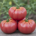 Rare Rambling Hog Heart Tomato Seeds