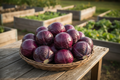 Red Acre Cabbage Harvest Basket