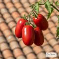 San Marzano Heirloom Roma Tomato Seeds