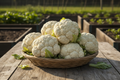Self Blanching Cauliflower Harvest Basket