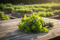 Spearmint Harvest Bundle