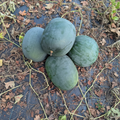 Sugar Baby Heirloom Watermelon Seeds