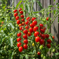 Sweet Aperitif oval cherry tomatoes