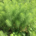 Sweet Aromatic Fennel