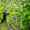 Sweet Citrus Lime Basil