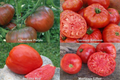 Heirloom Beefsteak Tomato Variety Pack Seeds – Heirloom Seeds