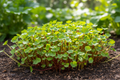 Whirlybird Mix Heirloom Nasturtium Microgreen Seeds – Heirloom Seeds
