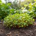 Whirlybird Mix Nasturtium