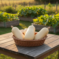 Winter Spaghetti Squash harvest with raised beds in background